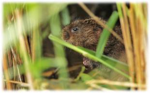 Image of a water vole